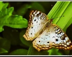 Mariposa celeste