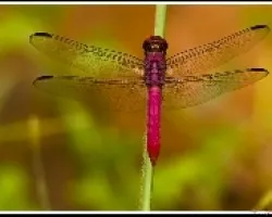 Libelula roja