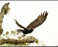 Cathartes aura