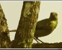 Thraupis palmarum