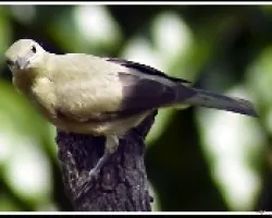 Viuda gris (Thraupis palmarun)