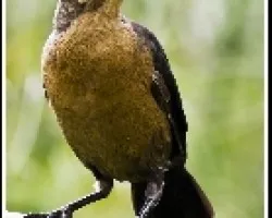 Quiscalus mexicanus