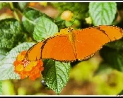Mariposa