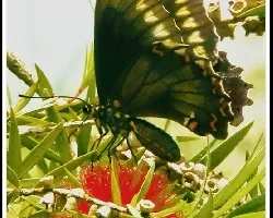 Mariposa a contra luz