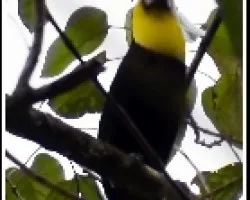 Ramphastos ambiguus