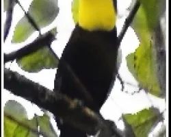 Ramphastos ambiguus