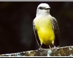 Pecho amarillo