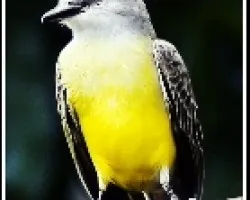 Tyrannus melancholicus