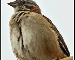 Zonotrichia capensis