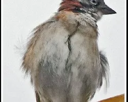 Zonotrichia capensis