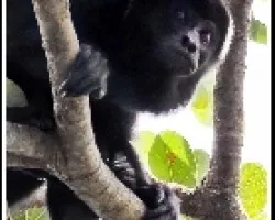 Congo