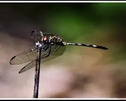 Libelula