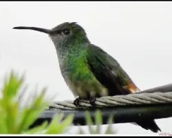 Colibri descansando