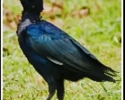 Quiscalus mexicanus