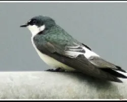 Tachycineta albilinea