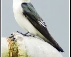 Tachycineta albilinea