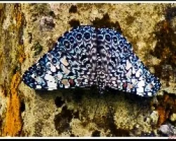 Hamadryas arinome ariensis