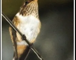 Selasphorus scintilla