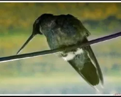 Colibri