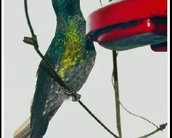 Colibri