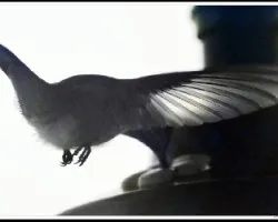 Colibri