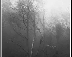 Niebla