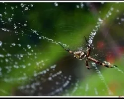 Araña y rocio