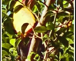 Ramphastos sulfuratus