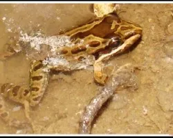 Ranita en su charco
