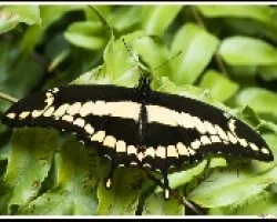 Mariposa Tigre