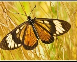 Mariposa