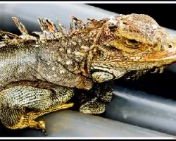 Iguana