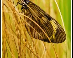 Mariposa 2