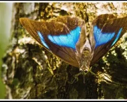 MAriposa   ?