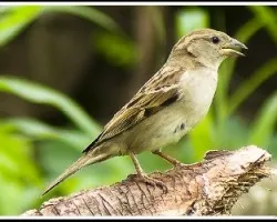 Passer domesticus