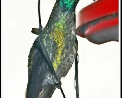 Eugenes fulgens