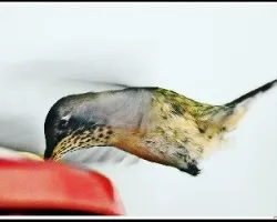 Selasphorus scintilla