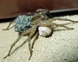 Recien nacidas!