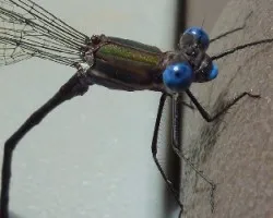 caballito del diablo2