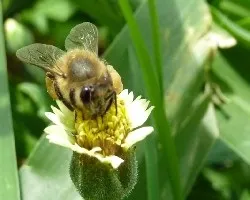 Abeja