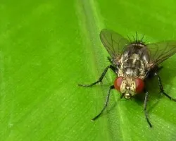 Mosca en verde