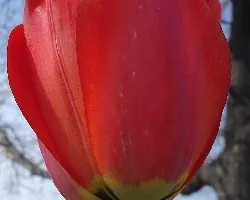Tulip