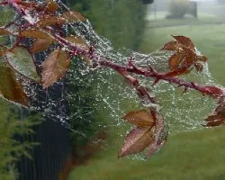 CURIOSIDADES DE LA NATURALEZA