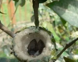 polluelos de colibri