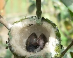 polluelos de colibri