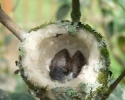 polluelos de colibri