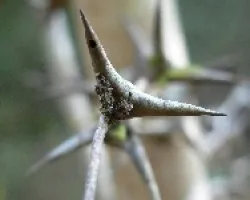 cornizuelo