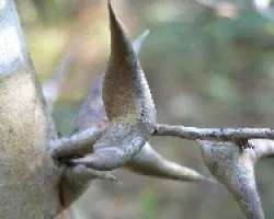 cornizuelo