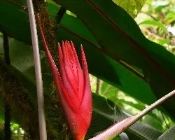heliconia