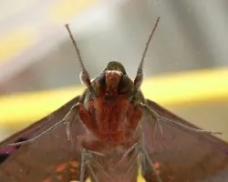 cara de nmariposa